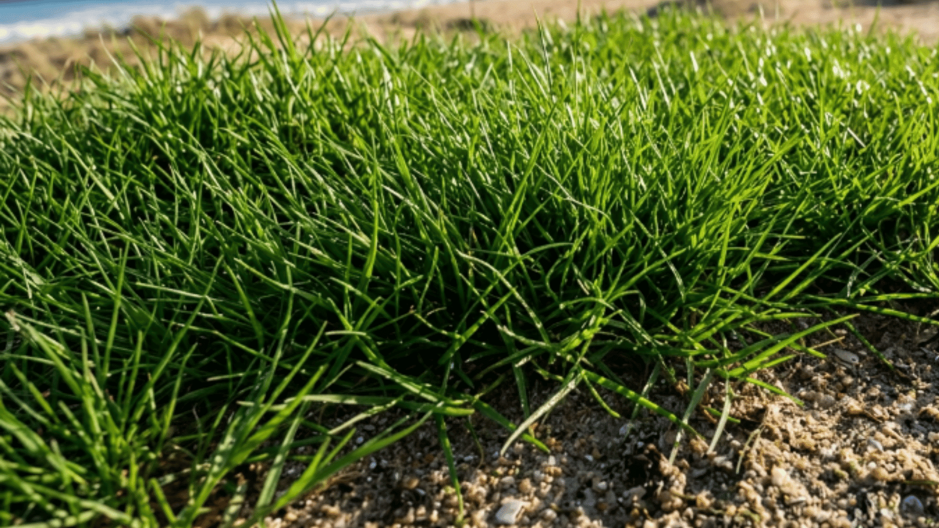 seashore paspalum grass with fine blades soft texture and lush green growth near sandy coastal soil