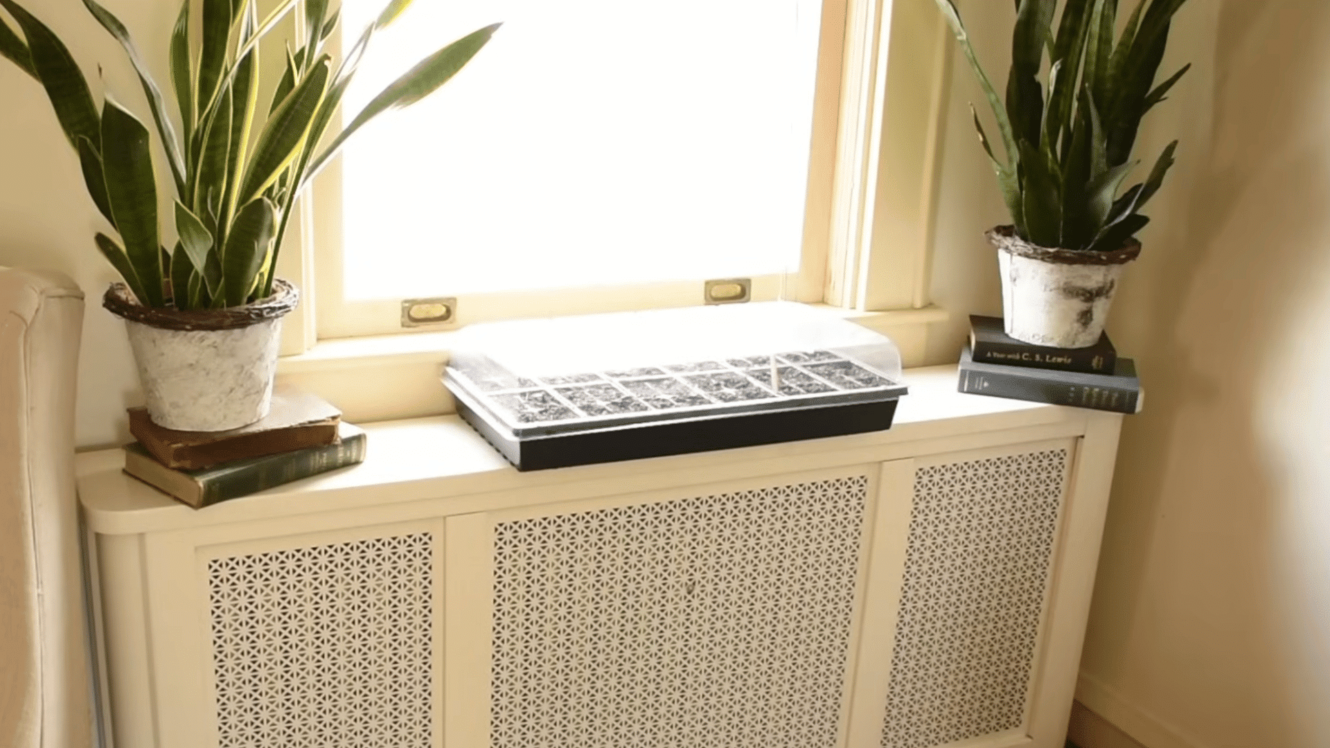 seed tray covered with plastic dome and placed in warm area to create humidity and encourage faster germination indoors