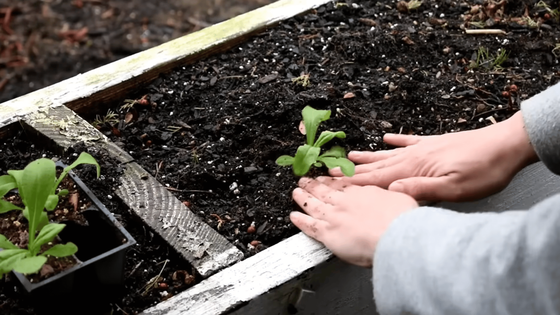 seedlings gradually placed outdoors daily to adjust to sun and wind conditions before safely transplanting into garden soil
