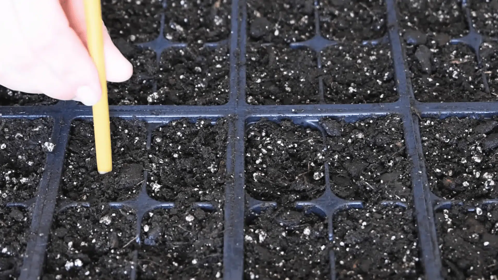 seeds placed into small holes in soil at correct depth using a pencil while following packet instructions for best results