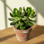 single healthy succulent in a terracotta pot on a wooden table, lit by soft natural sunlight