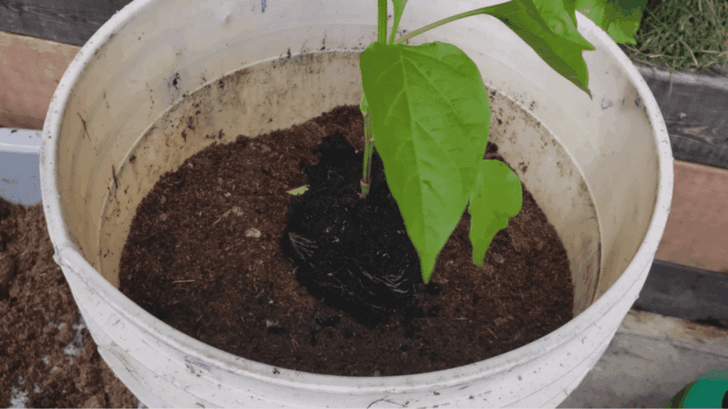 small green plant growing in white bucket filled with soil, showing early stage of container gardening with fresh planting