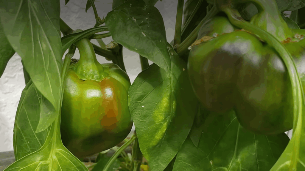 small plant growing in black nursery pot placed on wooden surface, showing healthy leaves and early development stage