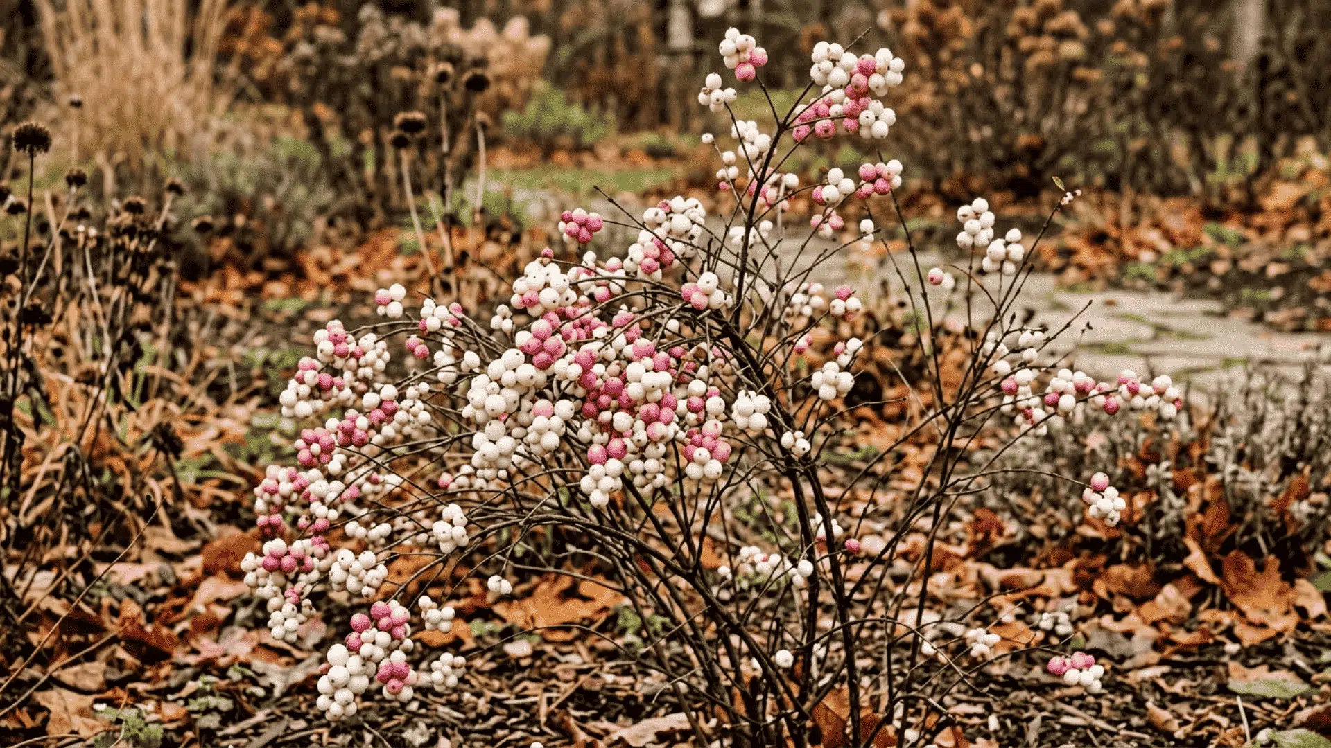 snowberry shrub with white and pink berries clustered on bare branches photographed in a natural garden setting in fall