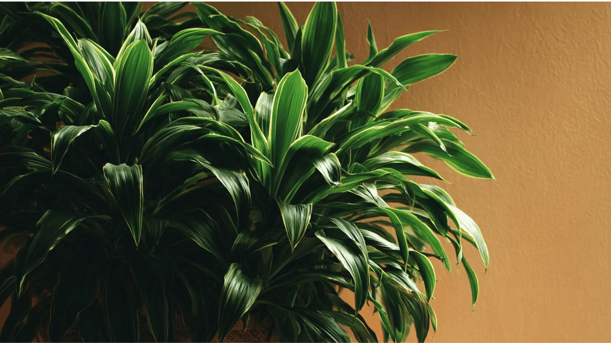 Song of Jamaica Dracaena with bushy green leaves indoors
