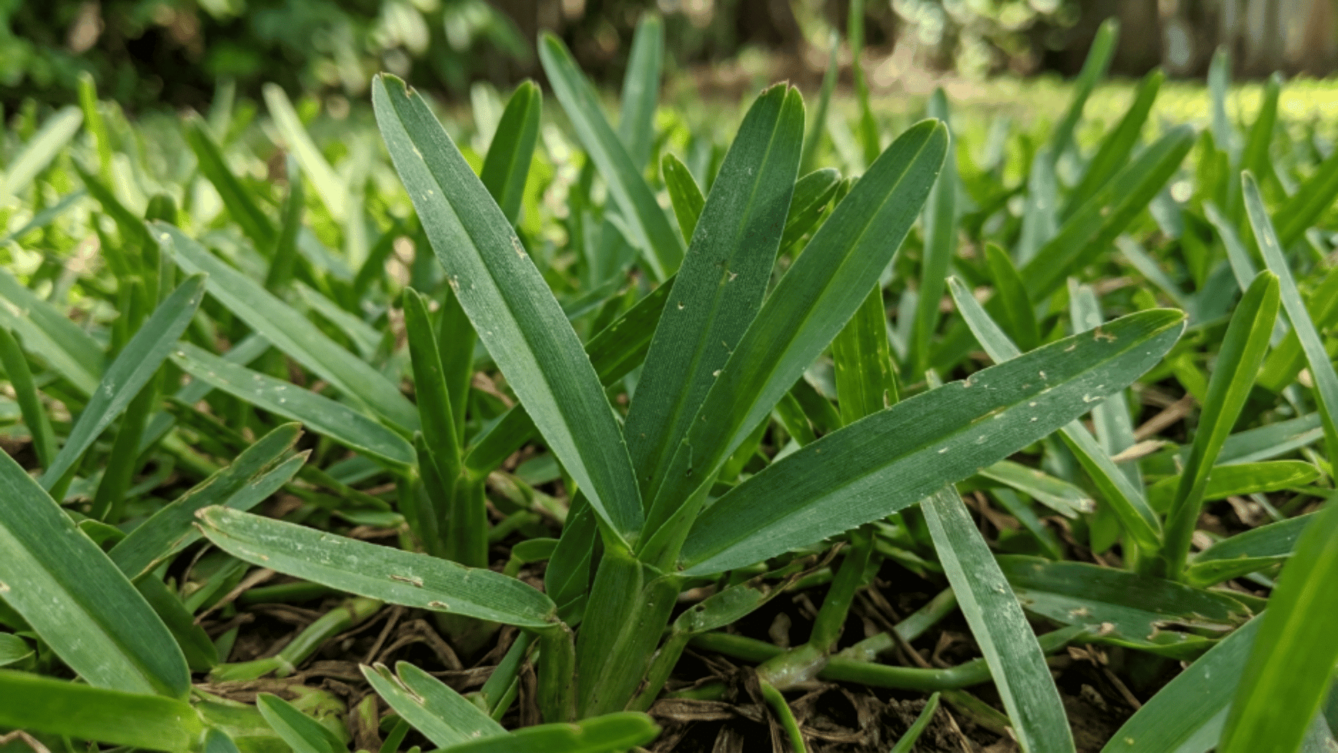 st augustine grass with wide flat blades deep green color and coarse texture growing thick and lush