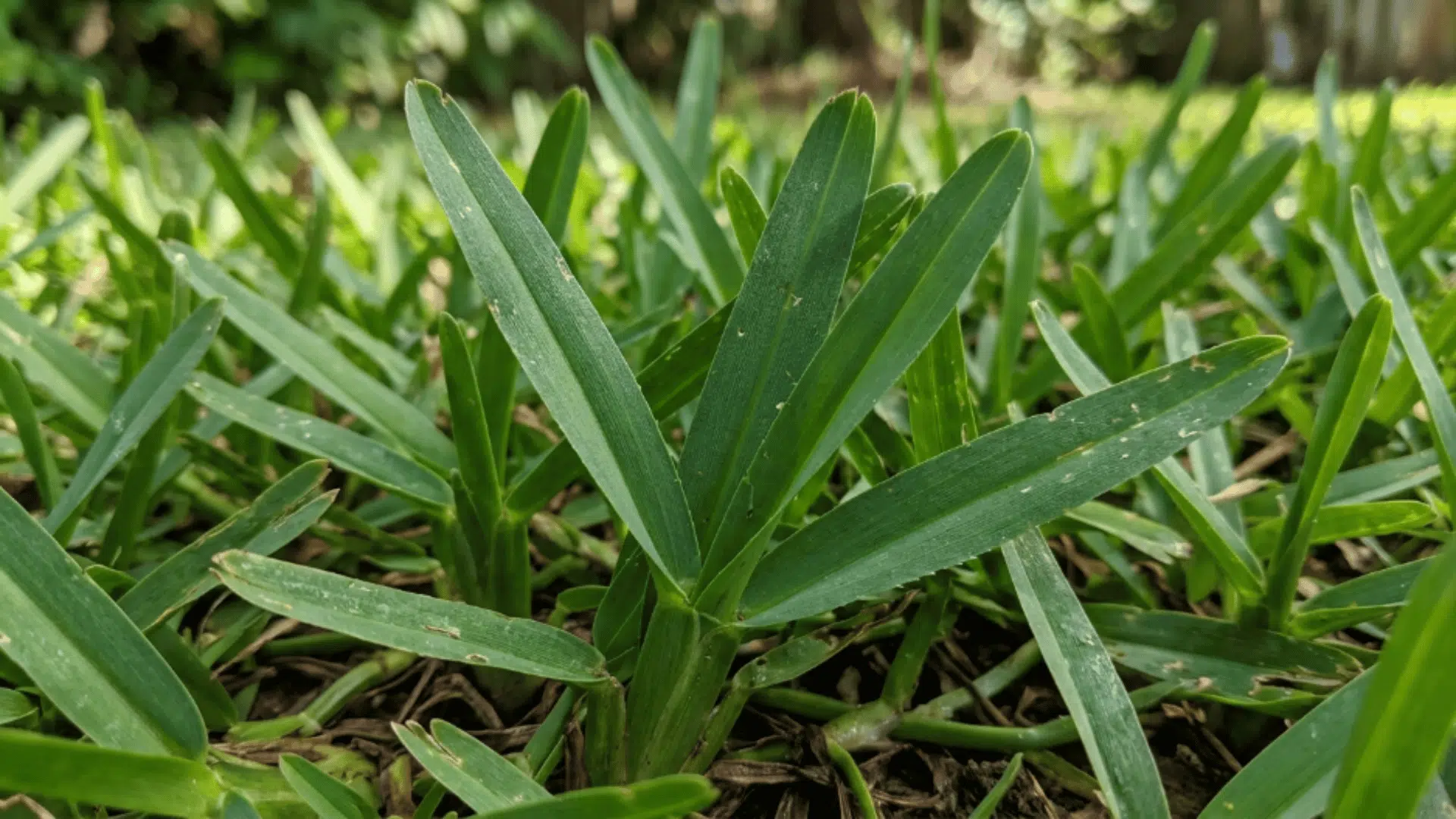st augustine grass with wide flat blades deep green color and coarse texture growing thick and lush