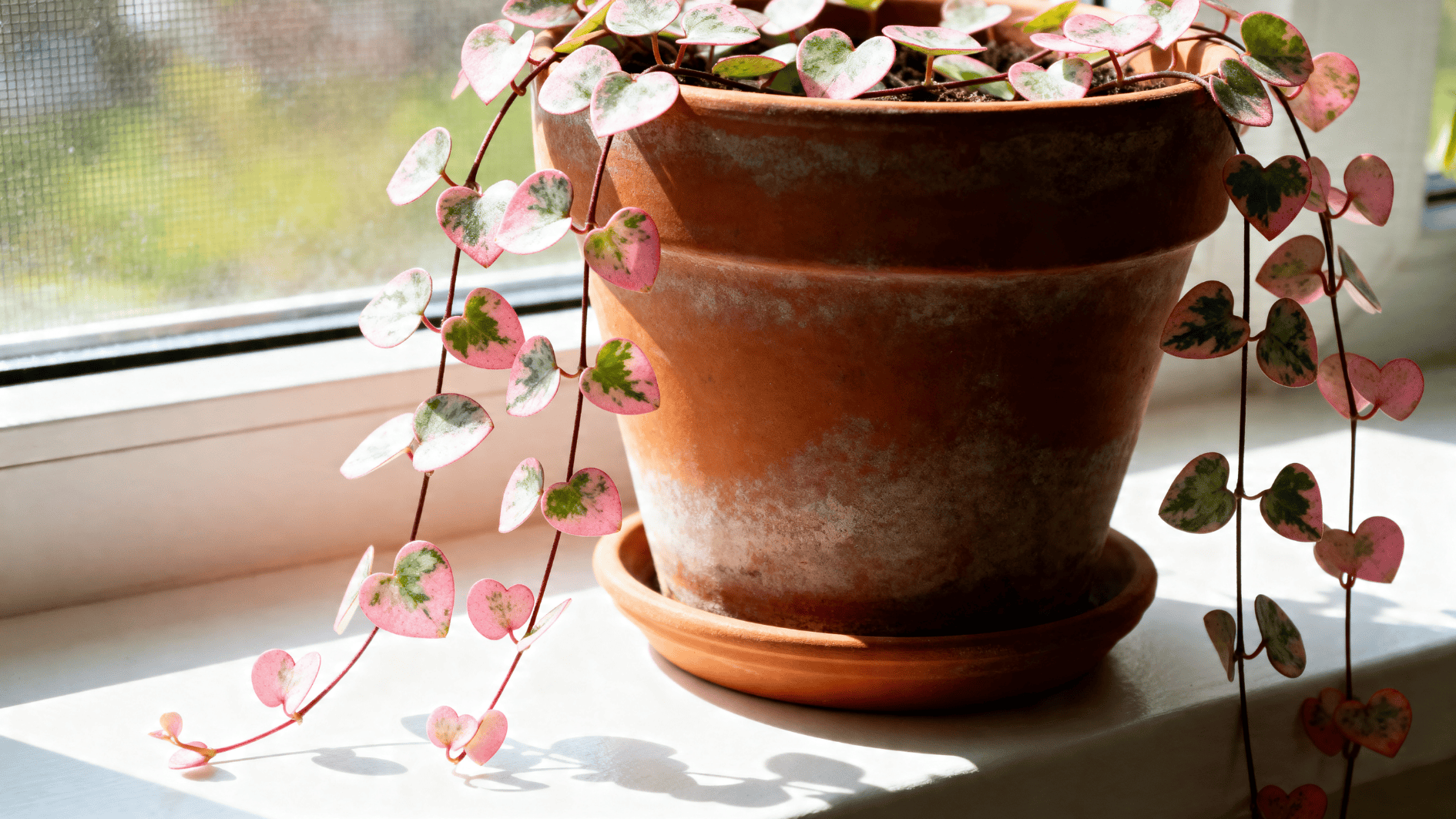 string of hearts plant in terracotta pot on windowsill with trailing pink green heart shaped leaves in soft sunlight