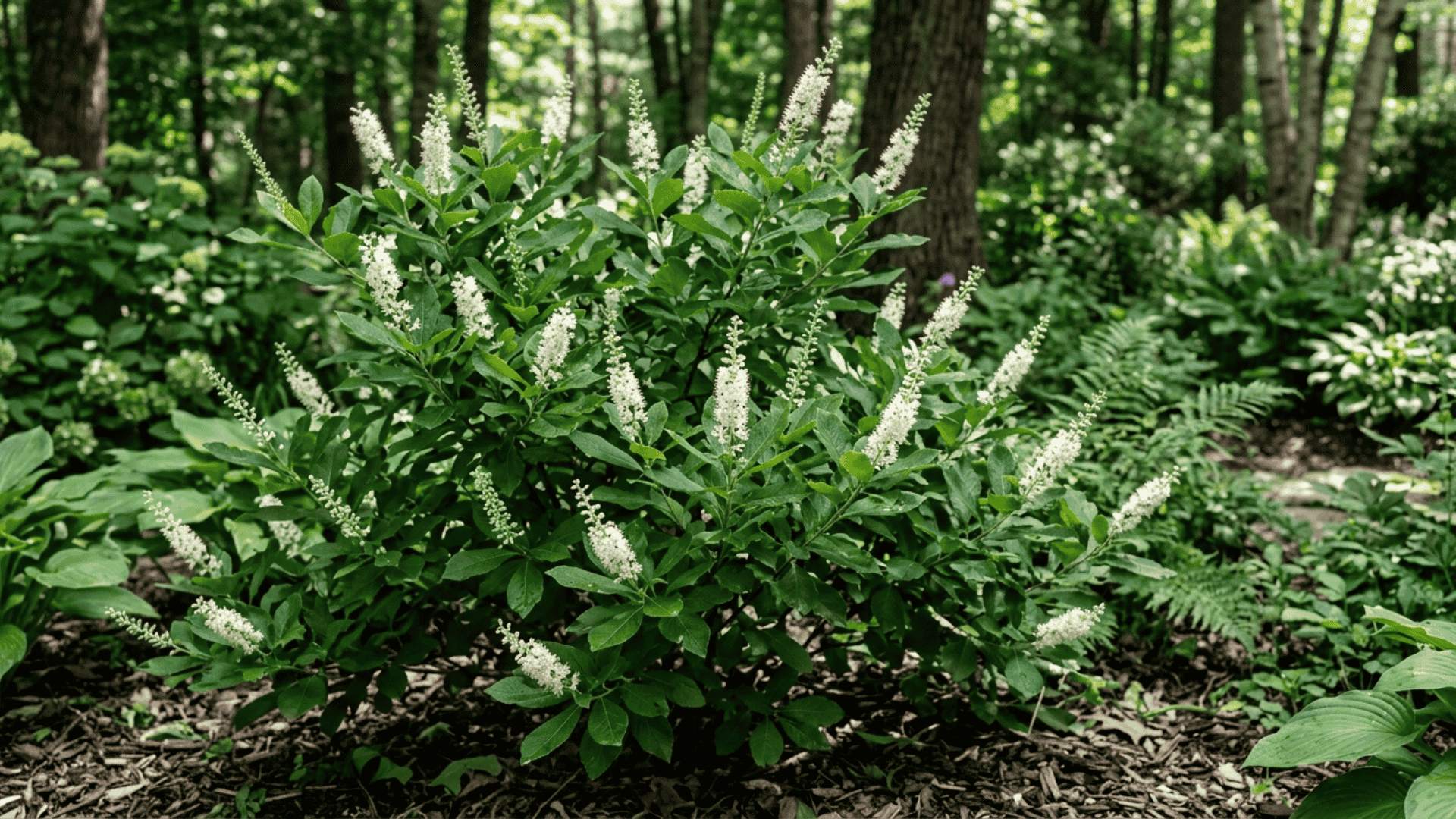 summersweet shrub with upright white flower spikes surrounded by lush green foliage in a shaded midsummer garden setting