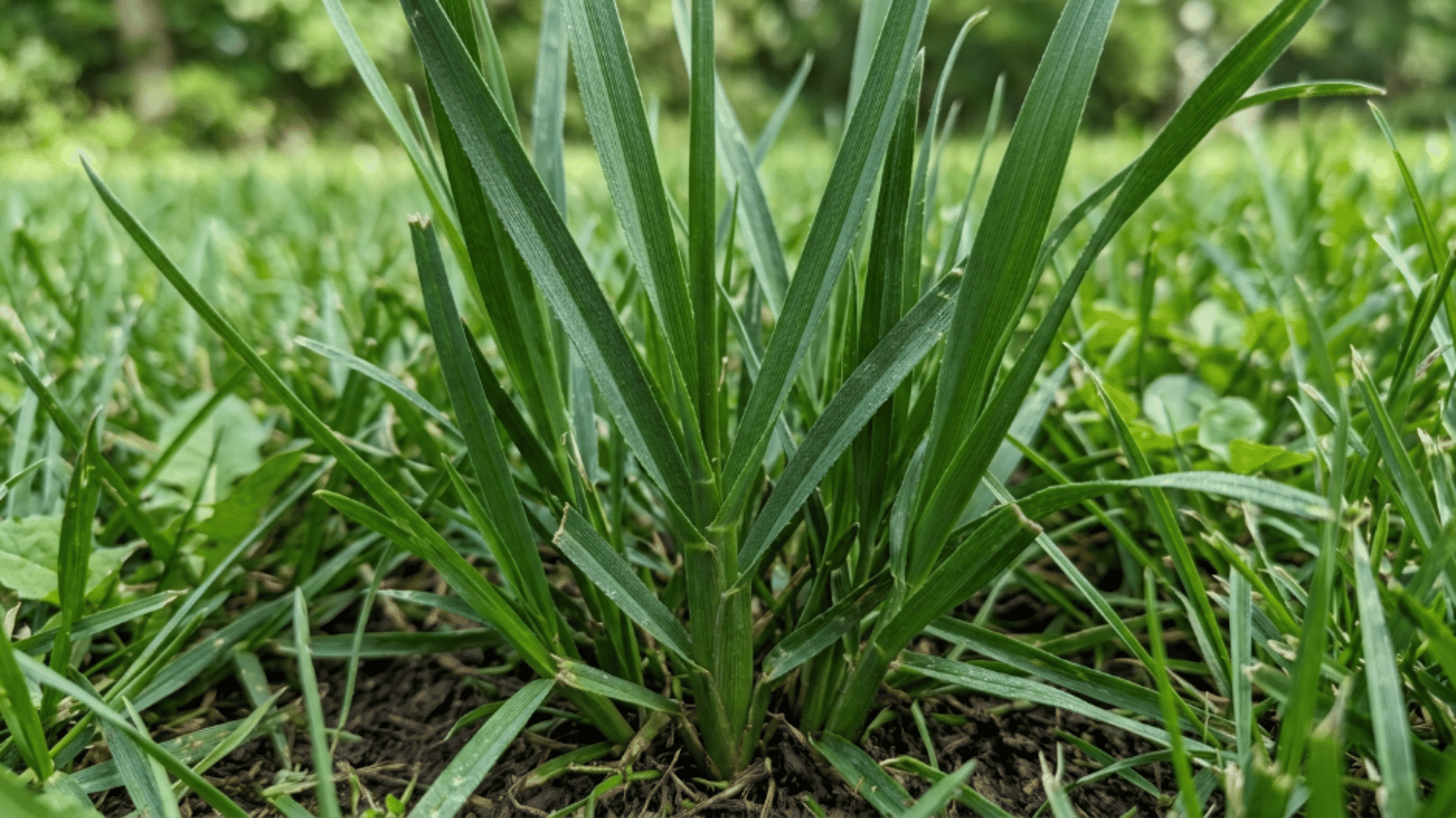 tall fescue grass with wide coarse blades deep green color and upright clumping growth