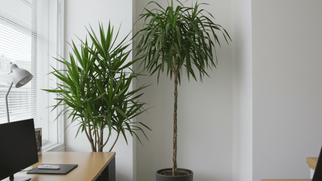 tall indoor dracaena plants in modern room near window, minimal decor, clean workspace corner with natural light