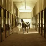 Horse standing in a dimly lit stable hallway with open stalls and equipment on walls