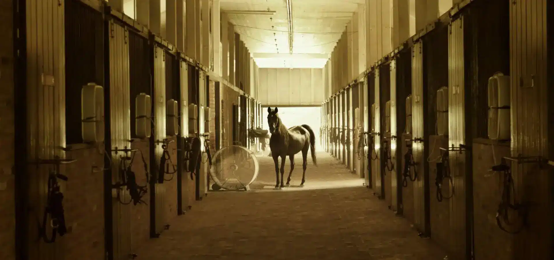 Horse standing in a dimly lit stable hallway with open stalls and equipment on walls