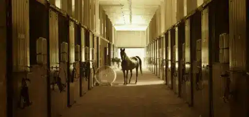 Horse standing in a dimly lit stable hallway with open stalls and equipment on walls