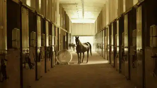 Horse standing in a dimly lit stable hallway with open stalls and equipment on walls