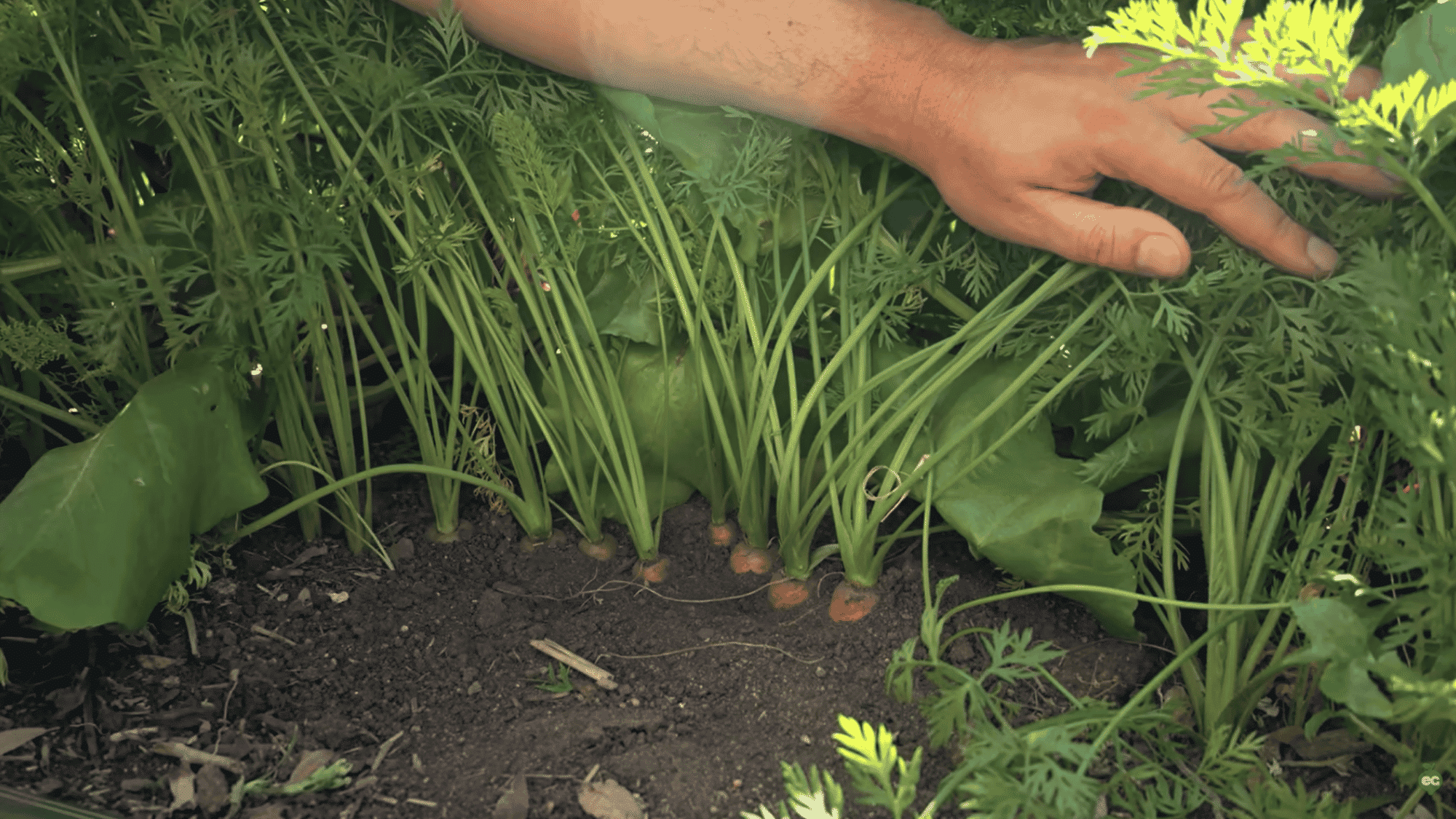 thin carrot seedlings to ensure proper spacing for healthy root growth