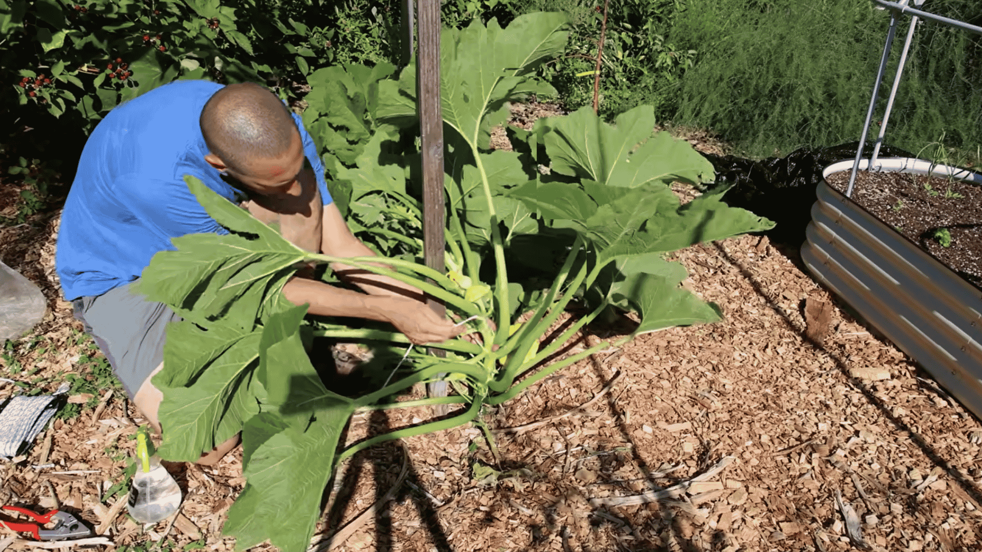 tie growing squash vines to trellis gently for proper vertical growth and support (1)