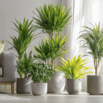 variety of indoor dracaena plants in modern pots displayed in a bright minimalist living room
