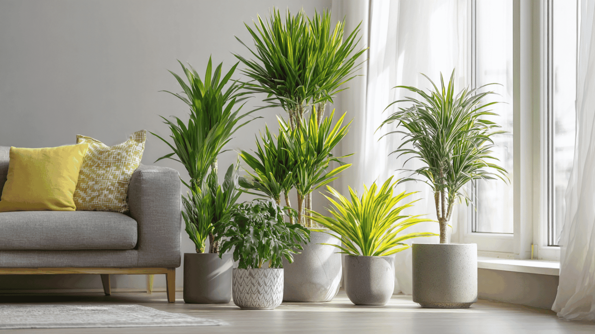 variety of indoor dracaena plants in modern pots displayed in a bright minimalist living room