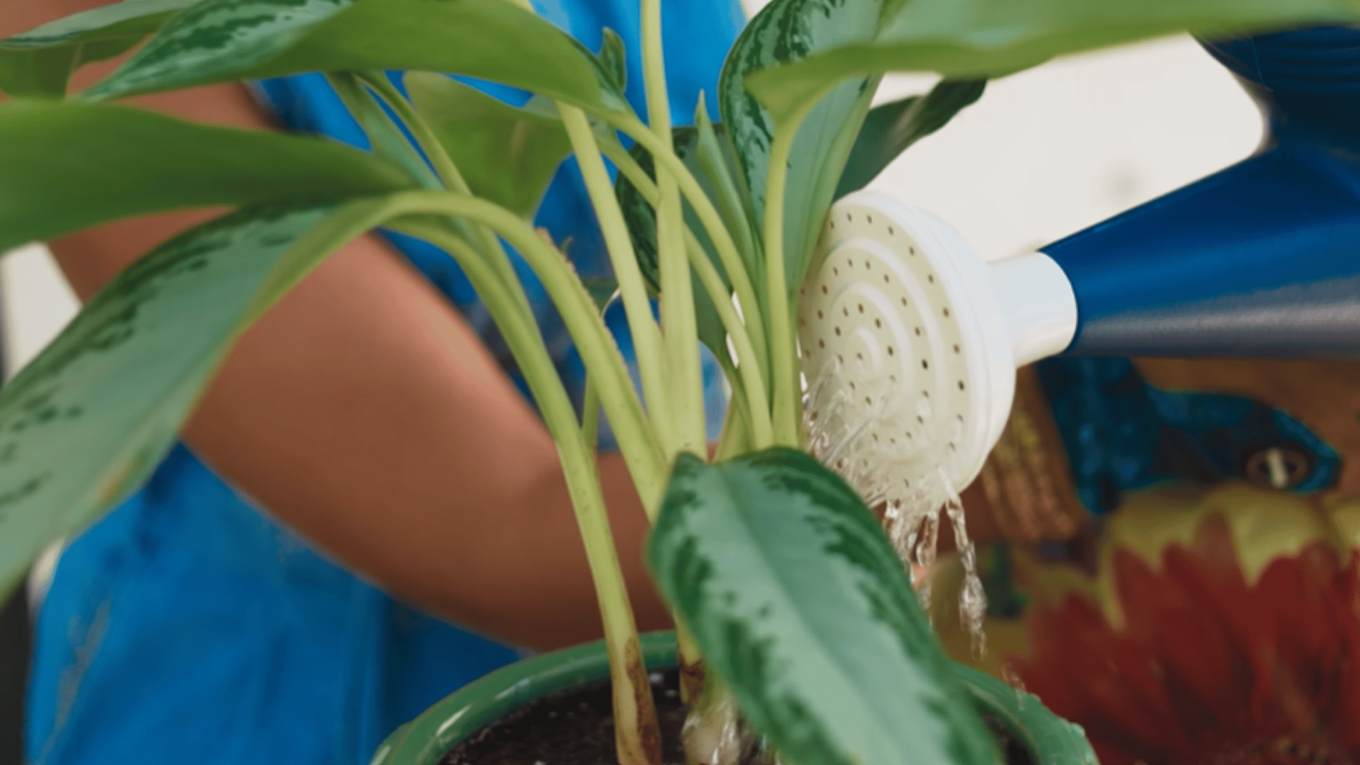 watering the plant after repotting to help soil settle and roots adjust