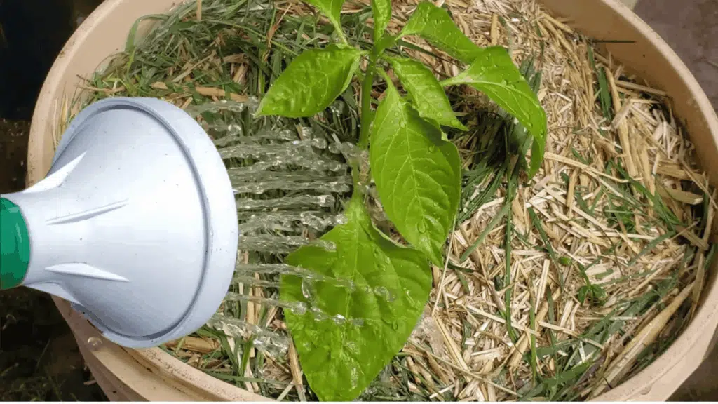 watering young plant in container with watering can, gently soaking soil surface to support healthy plant growth