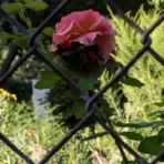 Pink rose blooming behind a chain-link fence in a garden setting