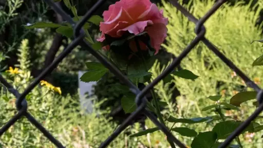 Pink rose blooming behind a chain-link fence in a garden setting