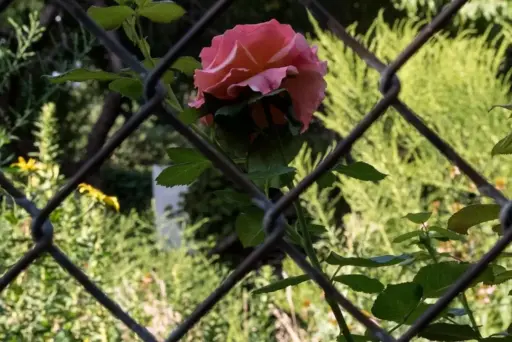 Pink rose blooming behind a chain-link fence in a garden setting