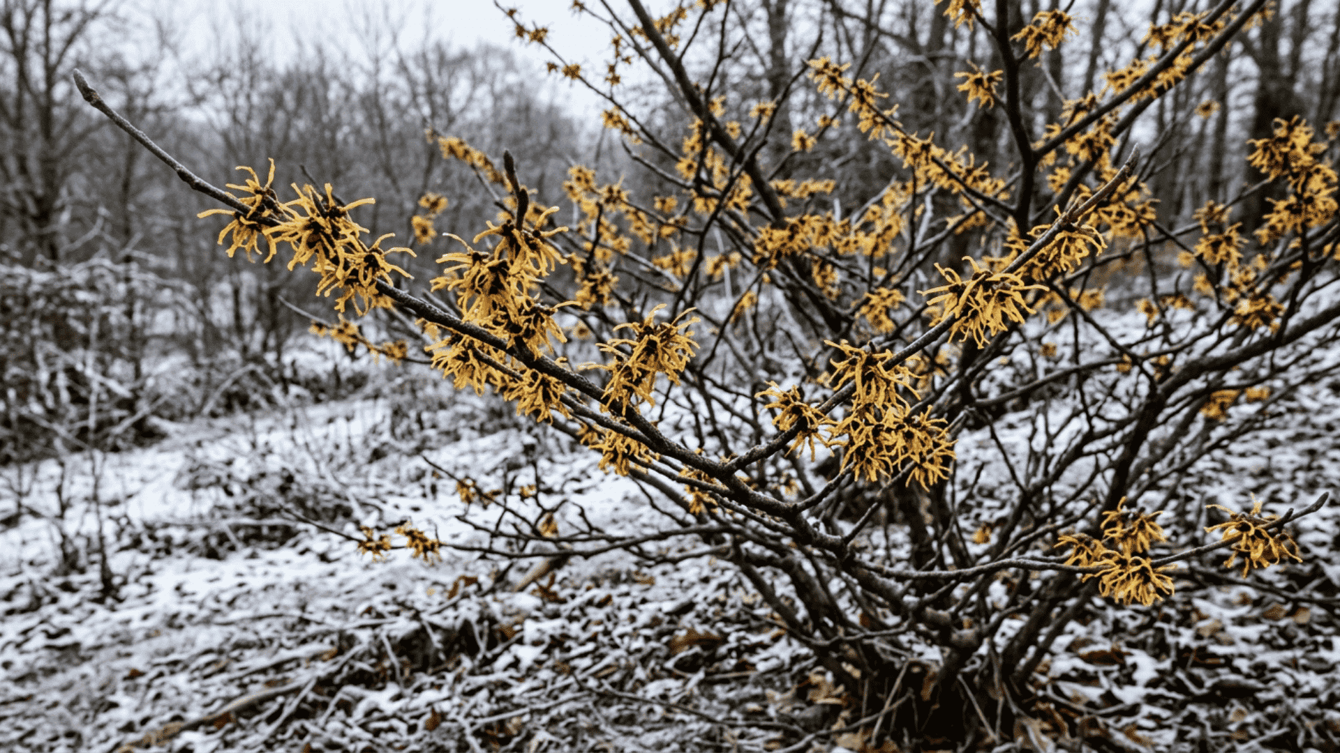 witch hazel shrub with spidery yellow and orange flowers blooming on bare branches photographed in cold natural winter light