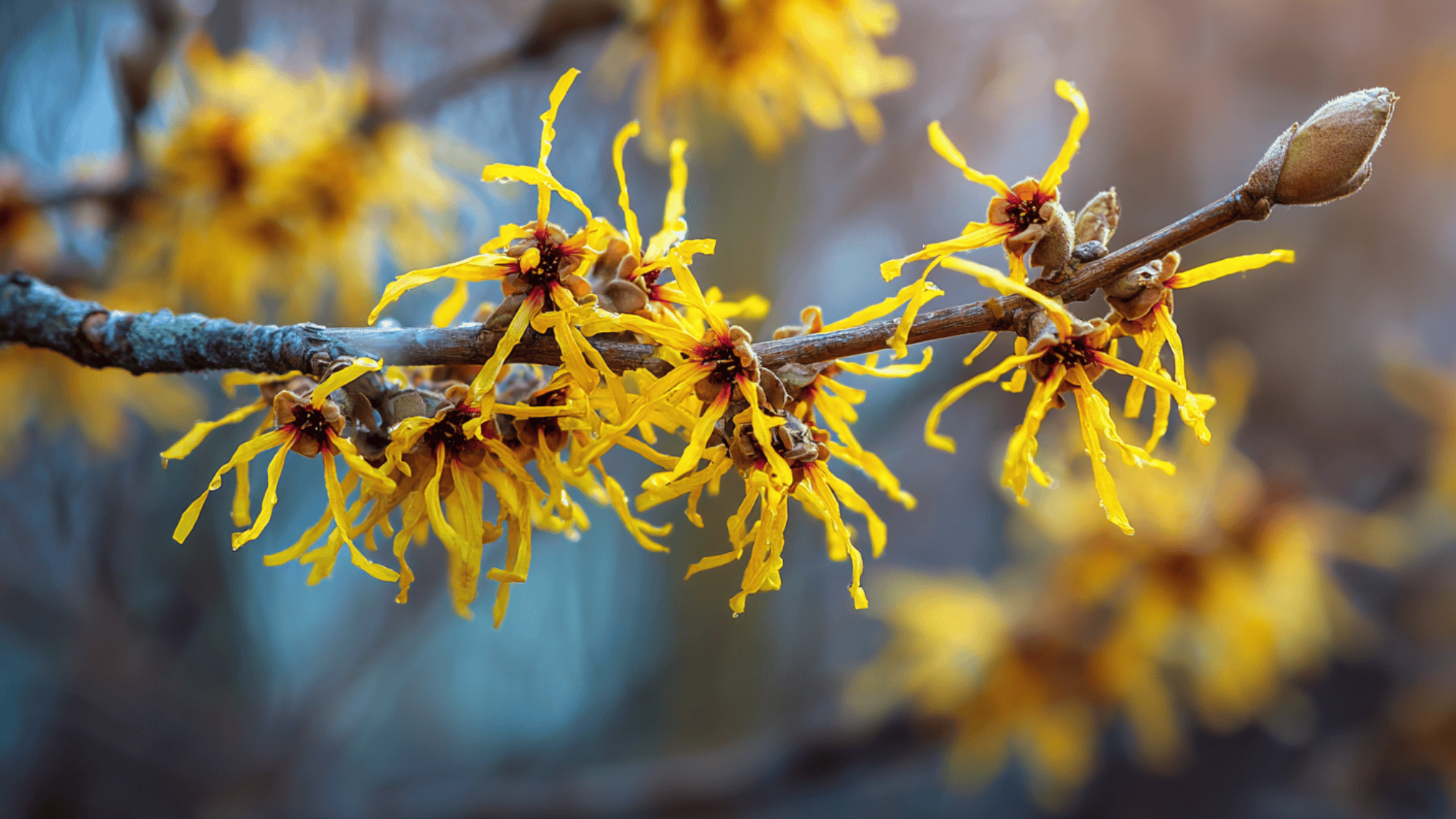 witch hazel yellow flowers blooming in winter