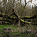 What To Do When A Tree Falls Or Becomes Dangerous Near Your Home