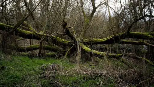 What To Do When A Tree Falls Or Becomes Dangerous Near Your Home