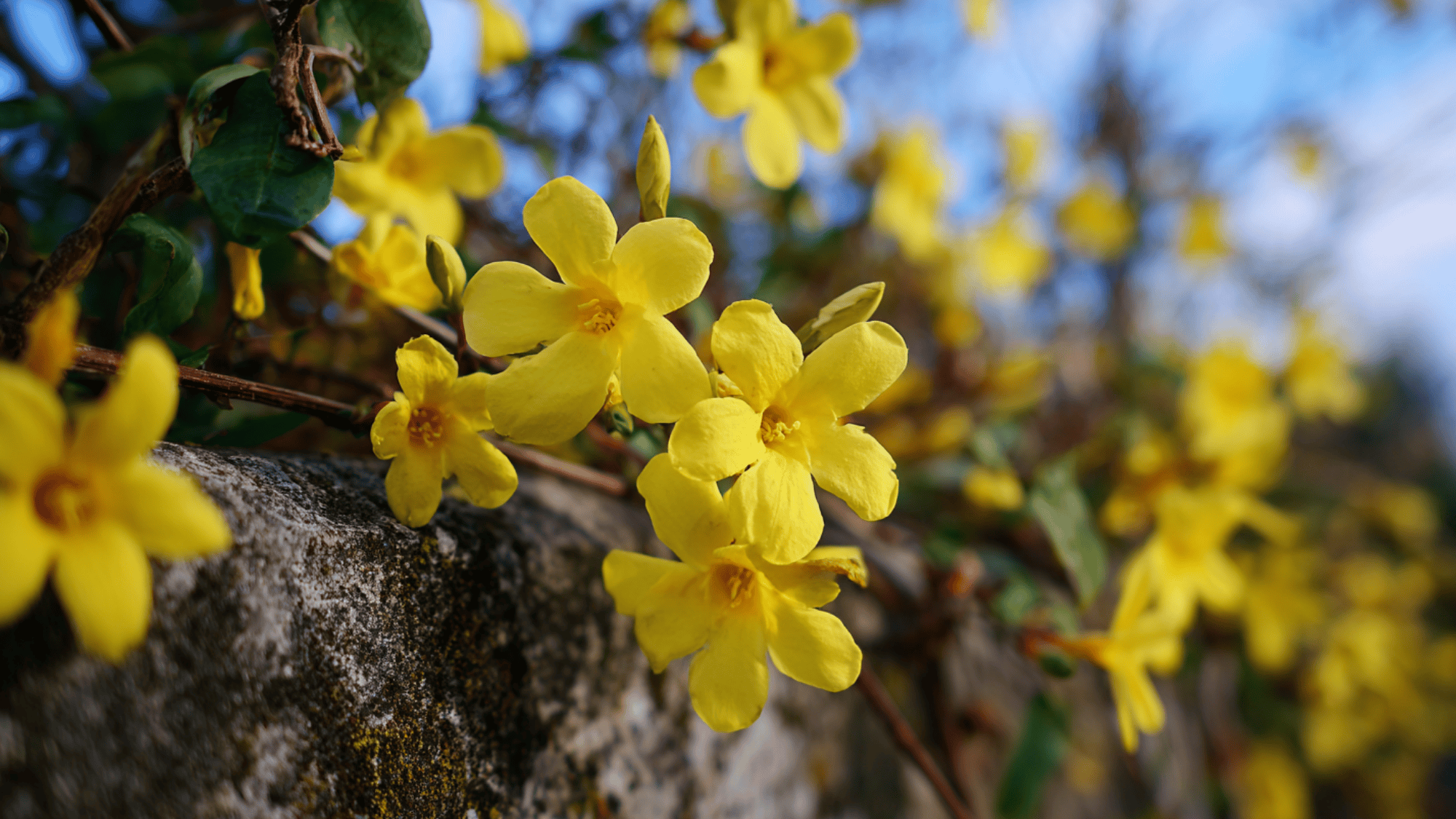 yellow winter jasmine flowers blooming on vine