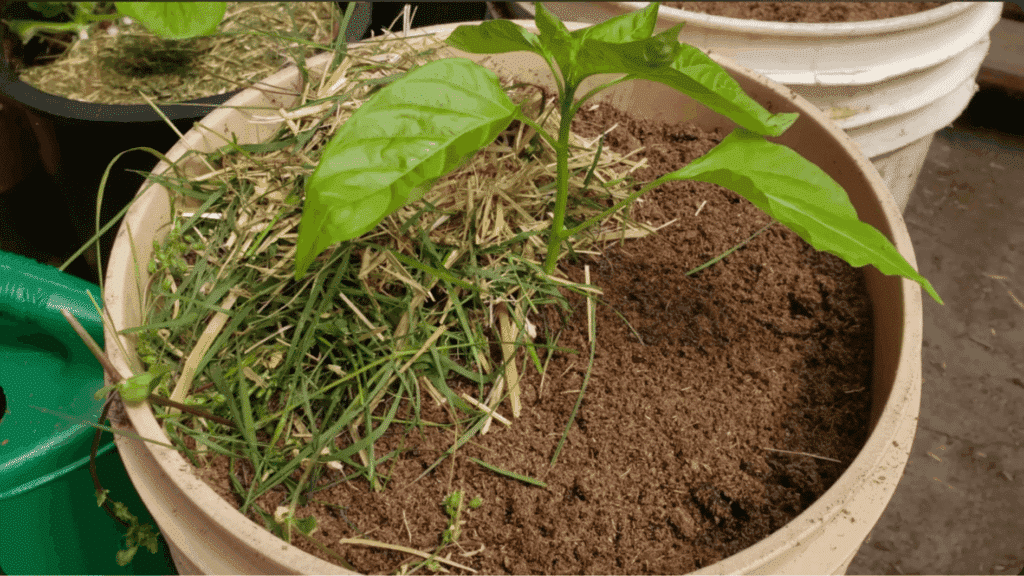 young plant in pot with soil and grass mulch on top, helping retain moisture and protect roots in container gardening