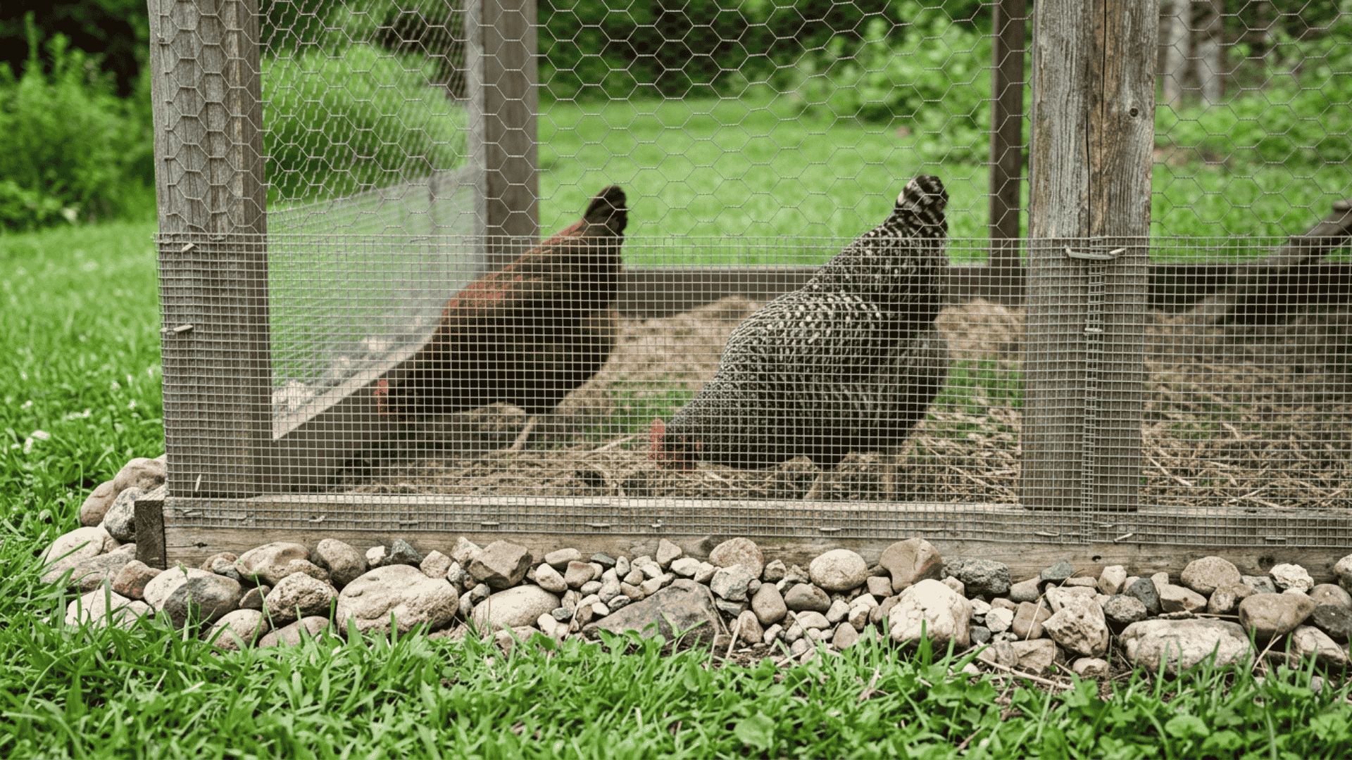 a chicken run with hardware cloth secured along the bottom two feet of fencing with hens near the wire inside
