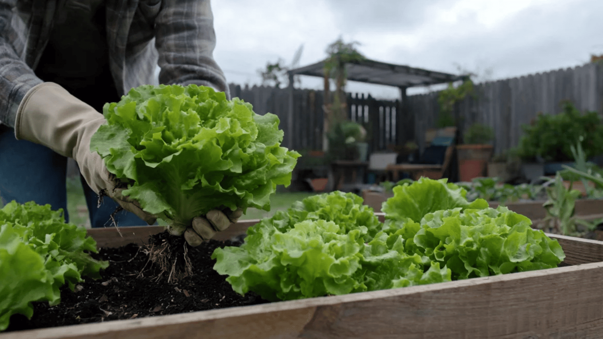 a person wearing gloves harvesting green lettuce from a raised garden bed outdoors