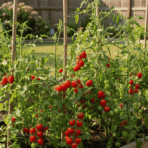 cherry-tomatoes