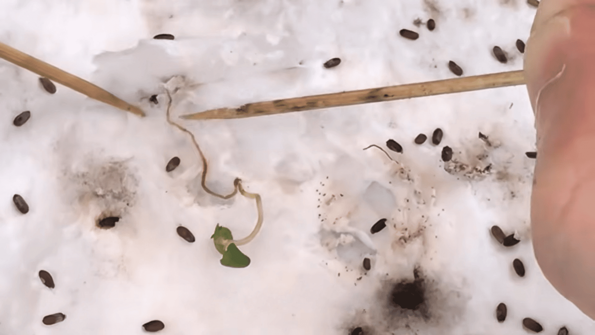 close view of a germinated seed with tiny green leaves being lifted from damp paper towel using wooden sticks