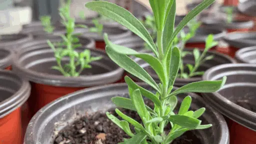 close view of young green lavender plants growing in small plastic pots filled with dark soil