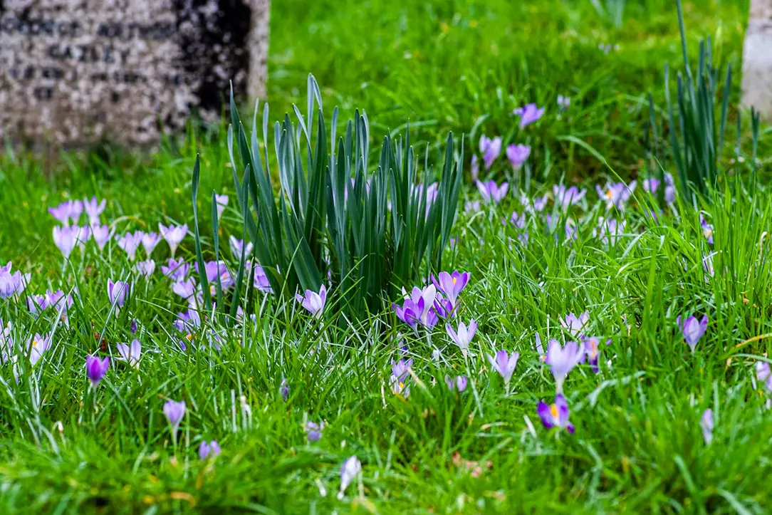 Purple crocuses blooming in green grass near a weathered stone in outdoor setting