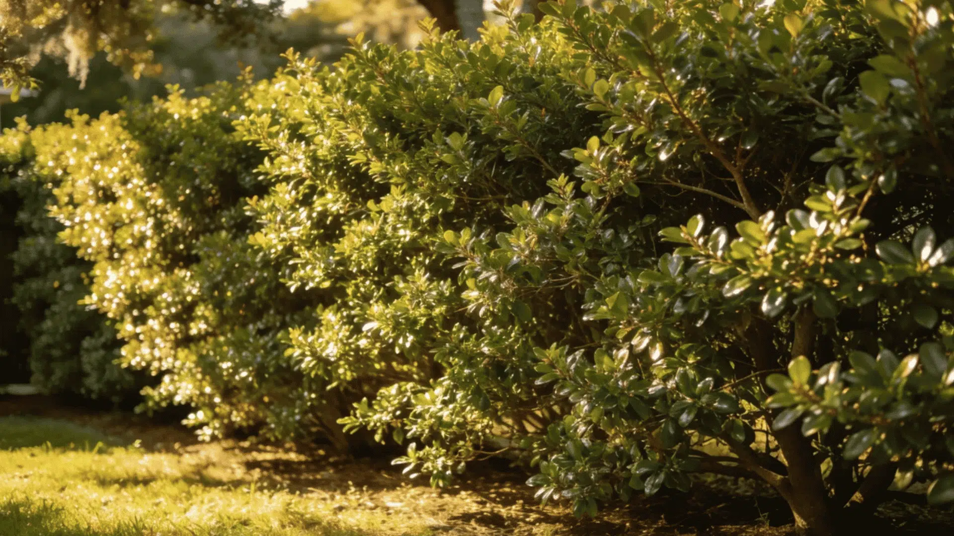 dense evergreen shrubs with glossy green leaves growing along a sunlit lawn in a landscaped backyard