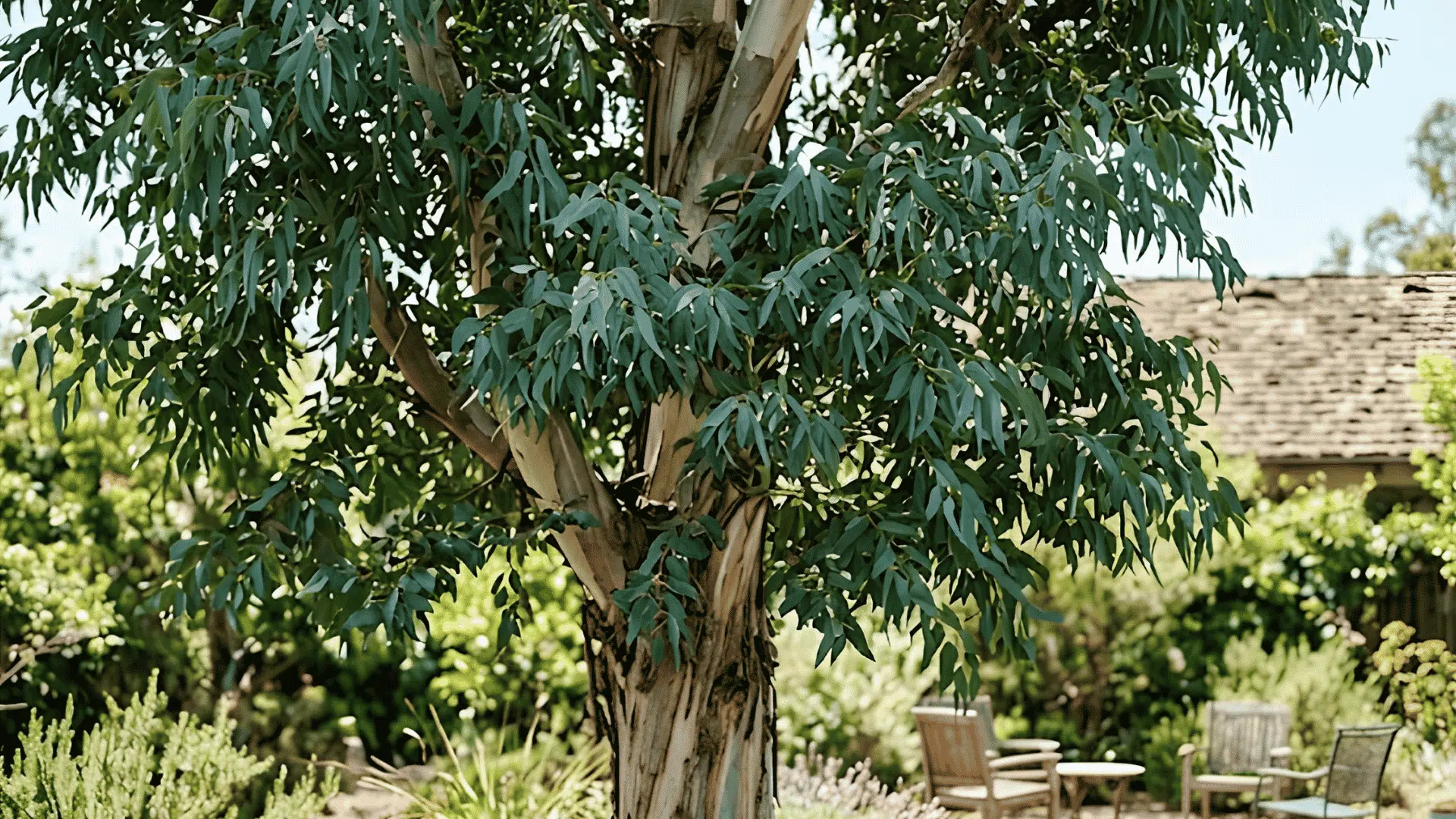 eucalyptus tree with peeling bark and long green leaves growing beside outdoor chairs in a sunny garden