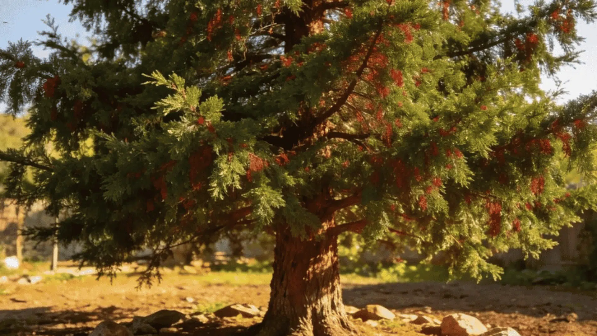 evergreen tree with red berries and small birds perched on branches in a sunny backyard garden