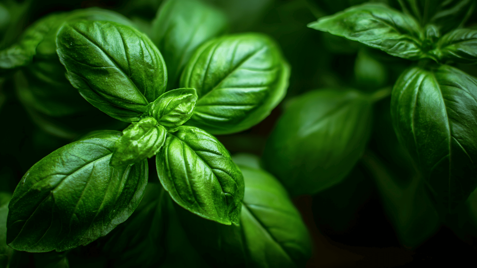 fresh basil leaves growing in herb garden with bright green color and natural sunlight