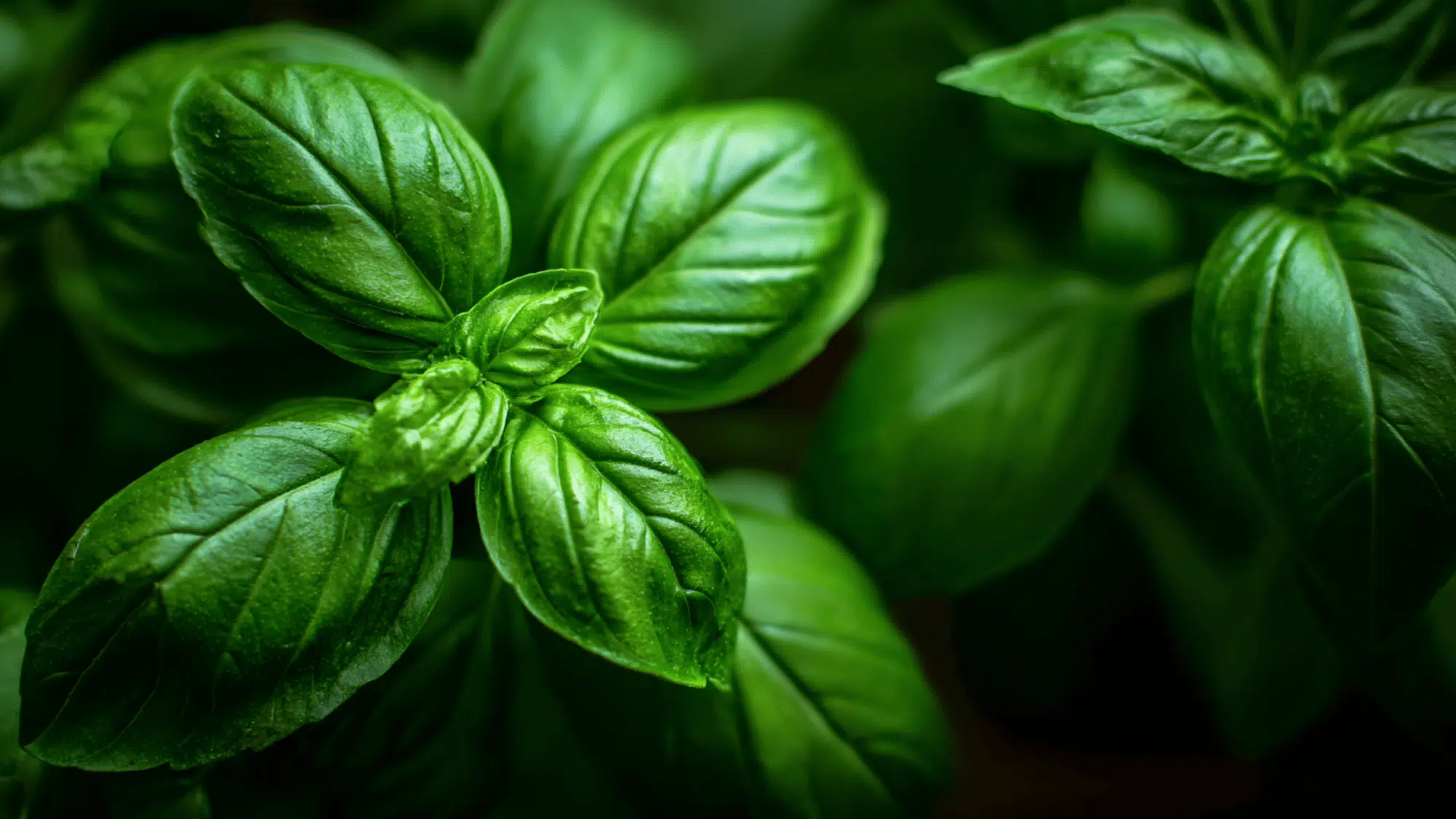 fresh basil leaves growing in herb garden with bright green color and natural sunlight