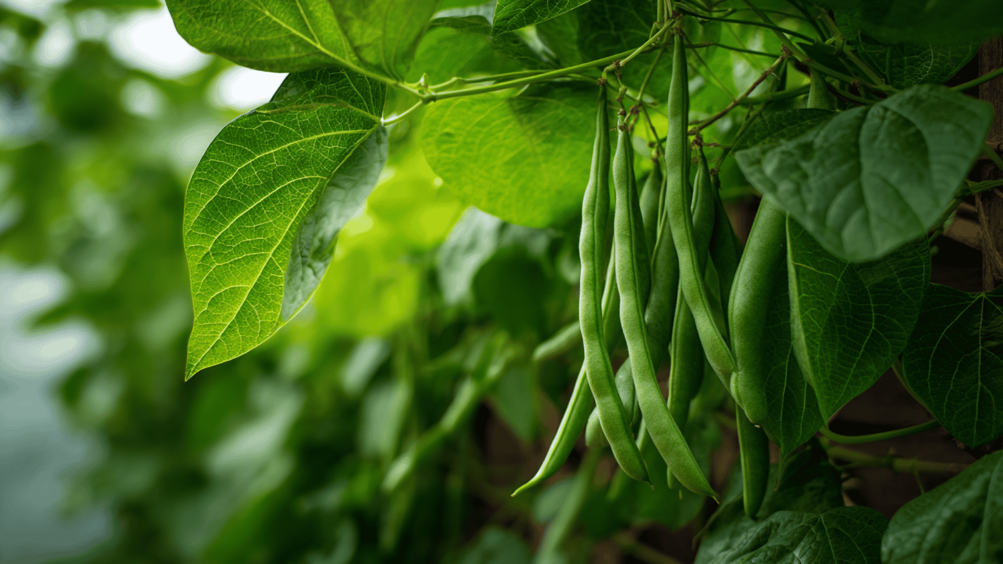 fresh green beans growing on plant in garden with healthy leaves and natural sunlight