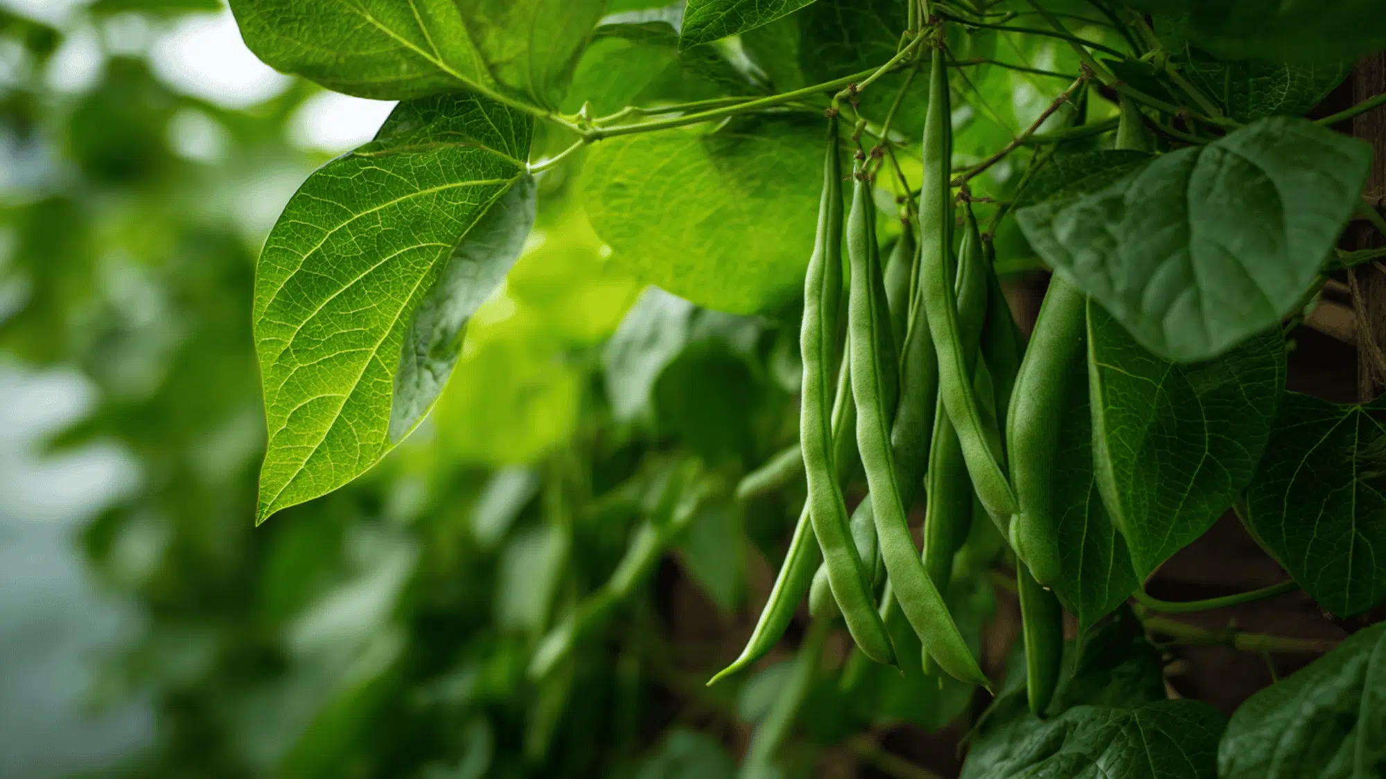 fresh green beans growing on plant in garden with healthy leaves and natural sunlight