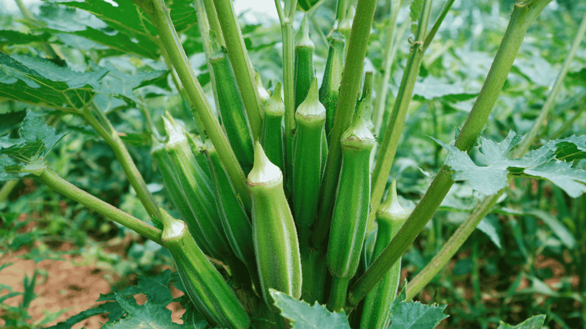 fresh okra pods growing on tall plant in sunny garden with healthy green leaves