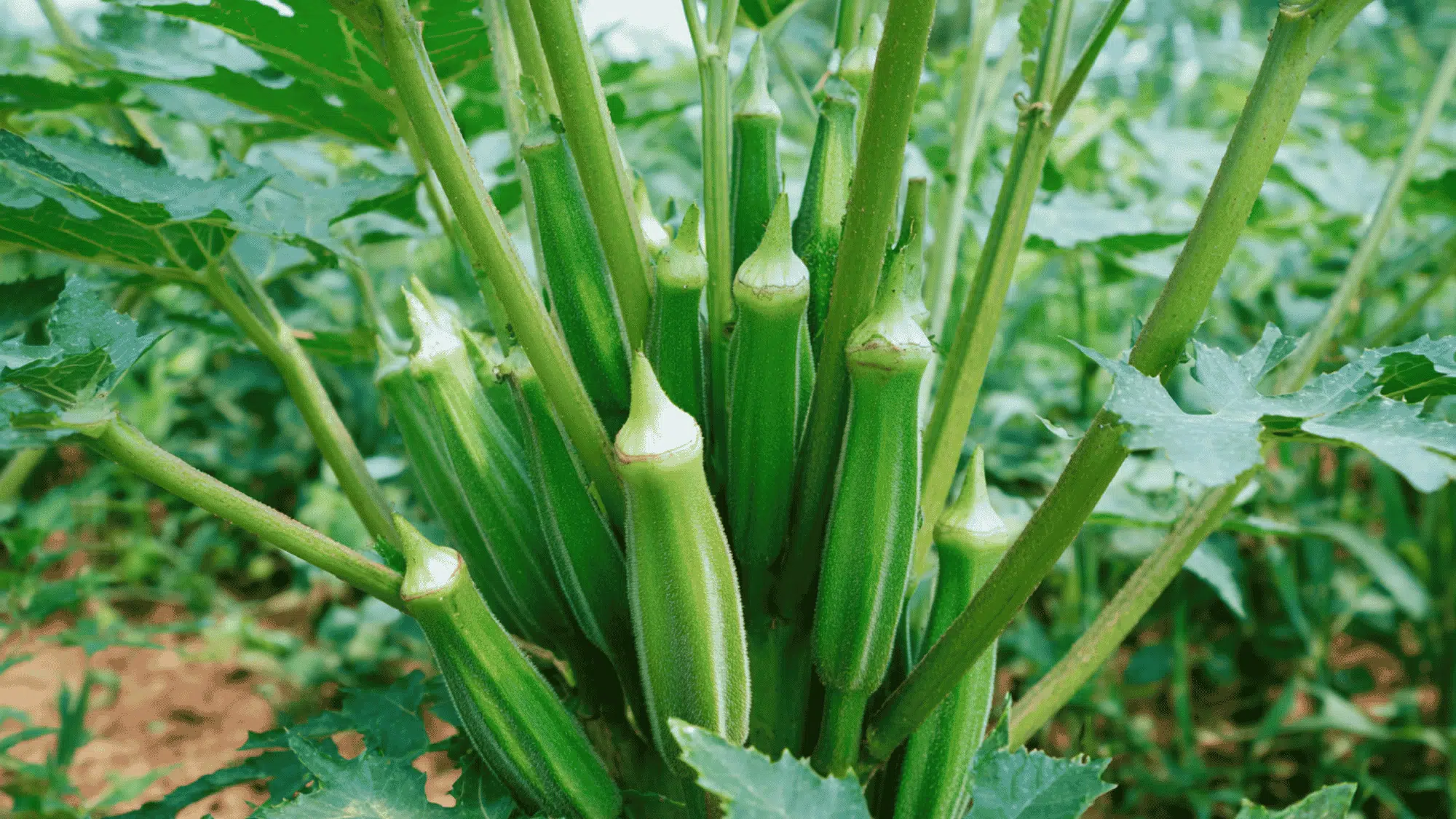 fresh okra pods growing on tall plant in sunny garden with healthy green leaves