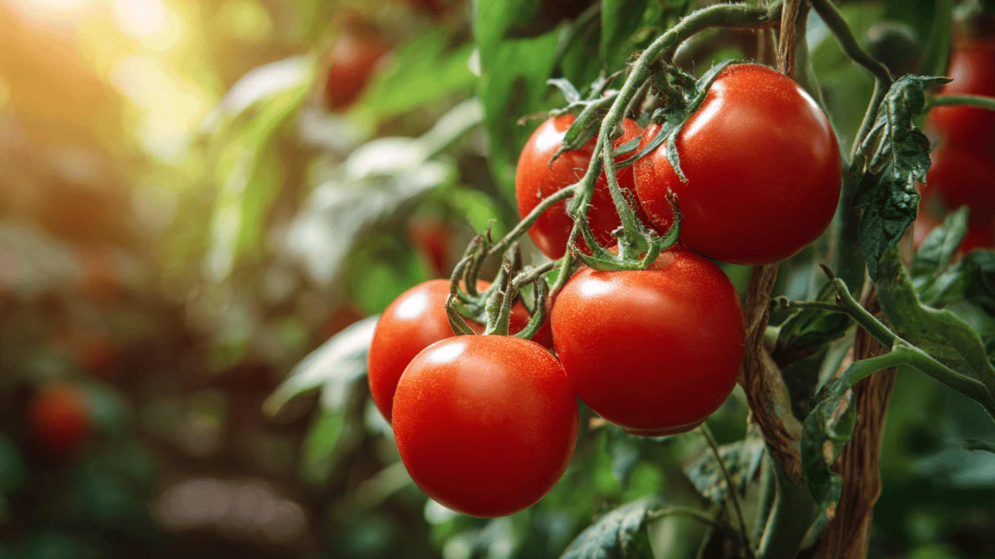 fresh ripe red tomatoes growing on vine in sunny garden with green leaves and natural outdoor setting